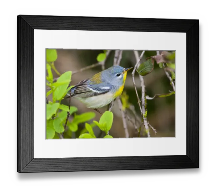 Framed Print : Northern Parula (Parula americana) male perched in habitat