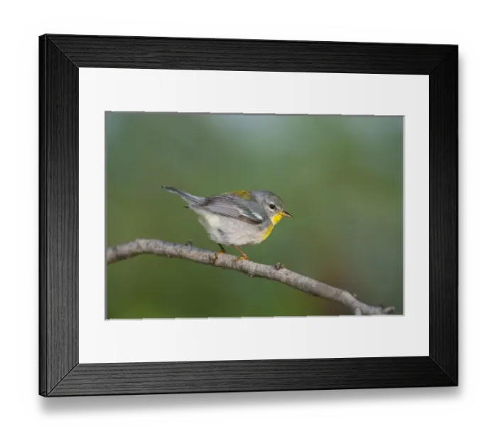 Framed Print : Northern Parula (Parula americana) female perched in habitat Framed Print : Northern Parula (Parula americana) female perched in habitat