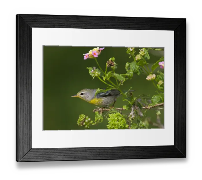 Framed Print : Northern Parula (Parula americana) female perched in habitat Framed Print : Northern Parula (Parula americana) female perched in habitat