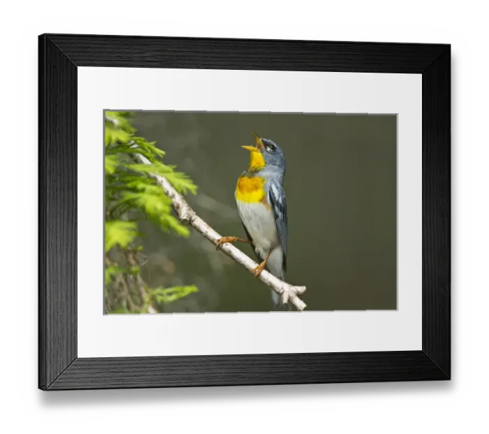 Framed Print : Northern Parula (Parula americana) male singing in breeding territory Framed Print : Northern Parula (Parula americana) male singing in breeding territory
