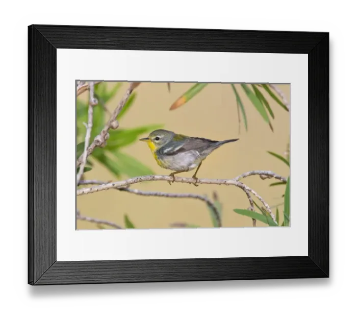 Framed Print : Northern Parula (Parula americana) female perched in habitat