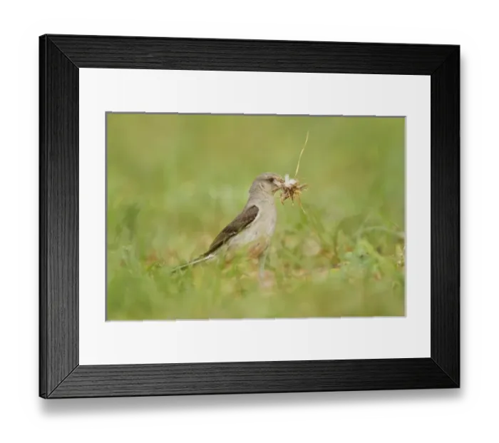 Framed Print : Northern Mockingbird (Mimus polyglottos) gathering nest material Framed Print : Northern Mockingbird (Mimus polyglottos) gathering nest material