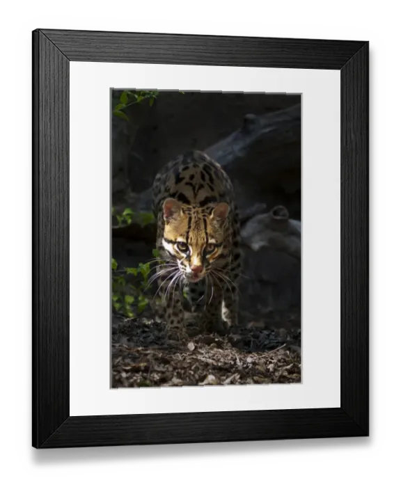 Framed Print : Ocelot (Felis pardalis) endangered species, captive animal Framed Print : Ocelot (Felis pardalis) endangered species, captive animal