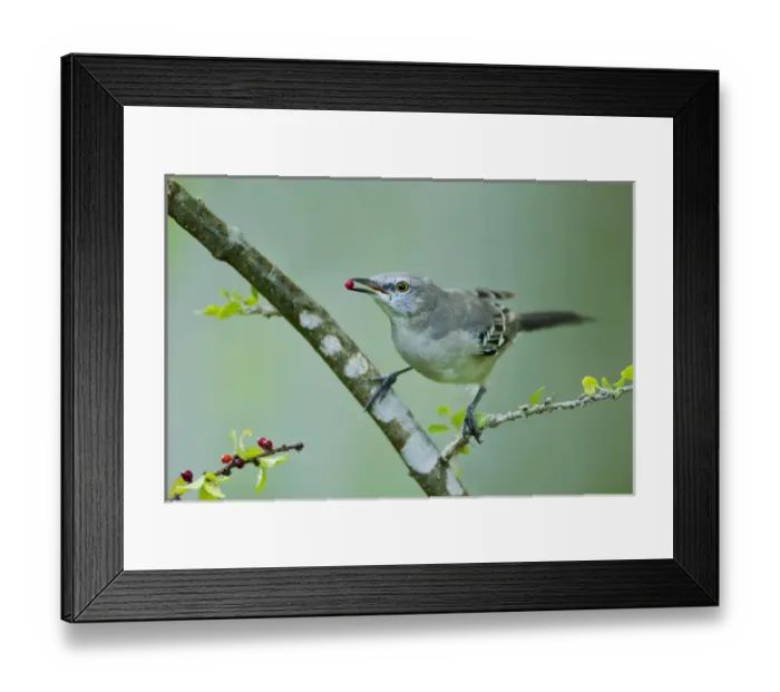 Framed Print : Northern Mockingbird (Mimus polyglottos) feeding on brush holly berries, Texas Framed Print : Northern Mockingbird (Mimus polyglottos) feeding on brush holly berries, Texas