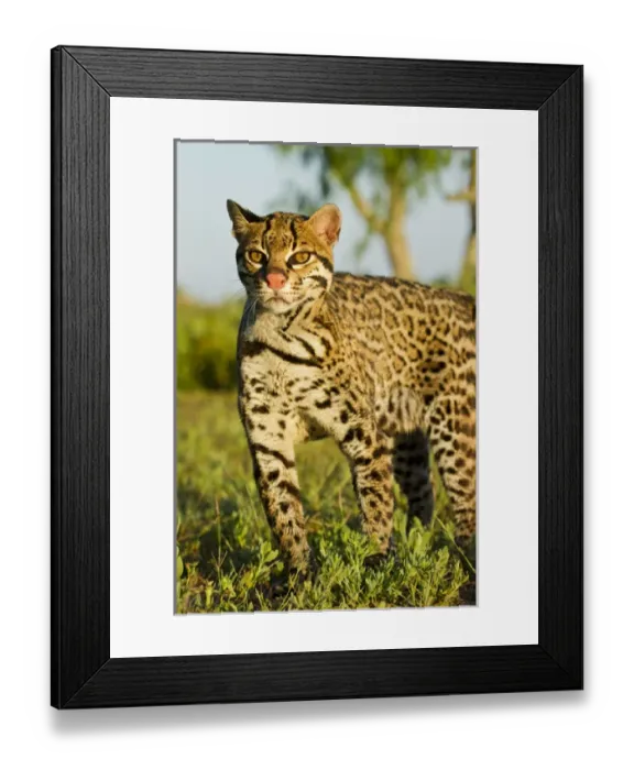 Framed Print : Ocelot (Felis pardalis) endangered species, captive animal