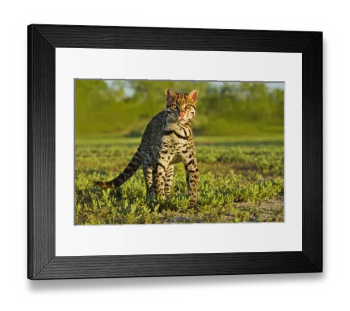 Framed Print : Ocelot (Felis pardalis) endangered species, captive animal Framed Print : Ocelot (Felis pardalis) endangered species, captive animal