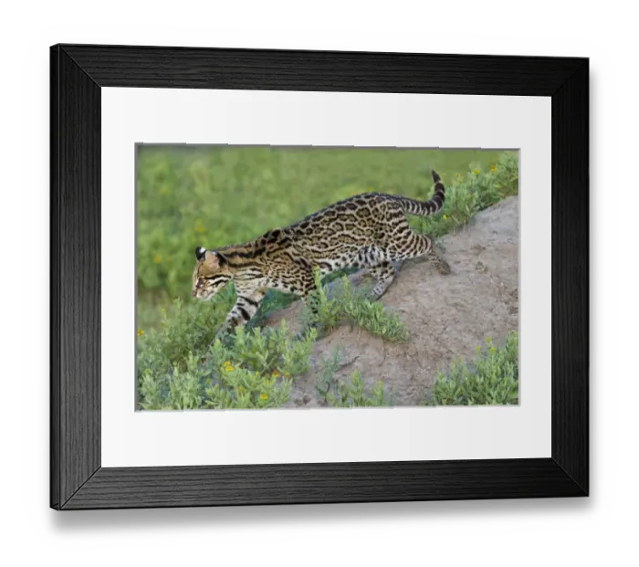 Framed Print : Ocelot (Felis pardalis) endangered species, captive animal