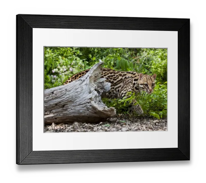 Framed Print : Ocelot (Felis pardalis) endangered species, captive animal Framed Print : Ocelot (Felis pardalis) endangered species, captive animal