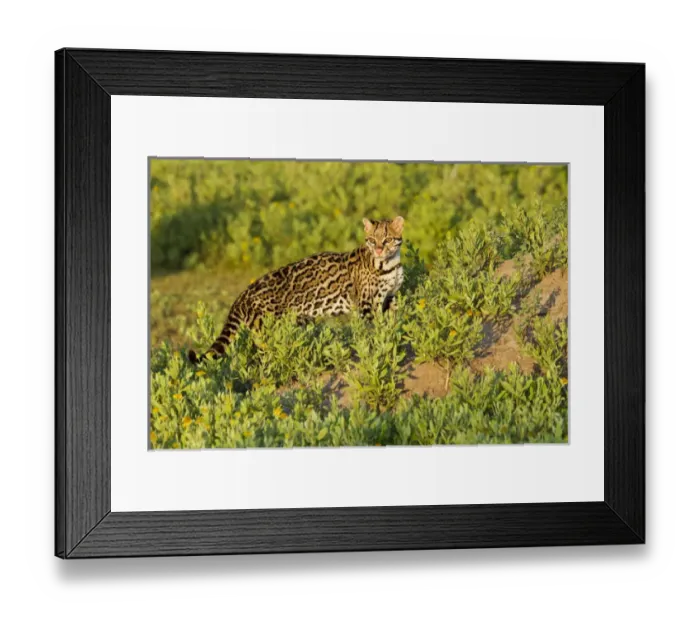 Framed Print : Ocelot (Felis pardalis) endangered species, captive animal