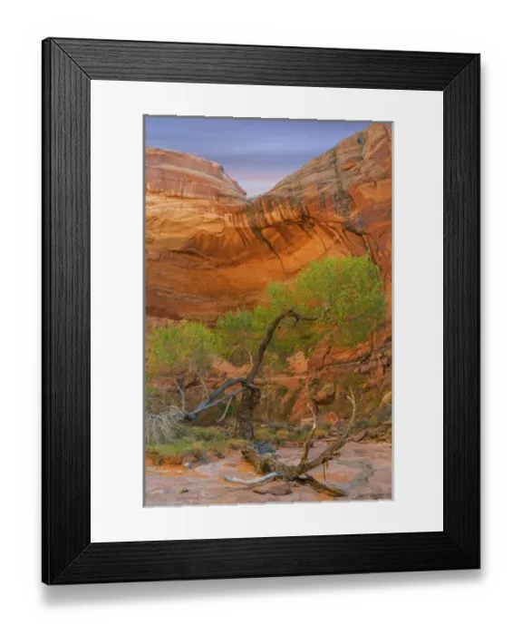 Framed Print : USA, Utah, Glen Canyon National Recreation Area. Cottonwood tree in Pool Canyon. Credit as Framed Print : USA, Utah, Glen Canyon National Recreation Area. Cottonwood tree in Pool Canyon. Credit as