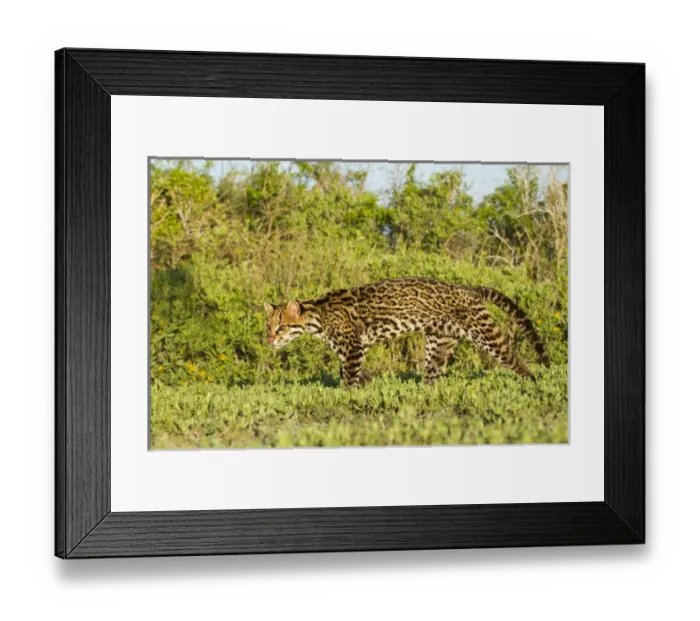 Framed Print : Ocelot (Felis pardalis) endangered species, captive animal Framed Print : Ocelot (Felis pardalis) endangered species, captive animal