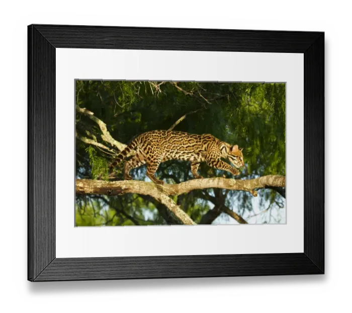 Framed Print : Ocelot (Felis pardalis) endangered species, captive animal Framed Print : Ocelot (Felis pardalis) endangered species, captive animal