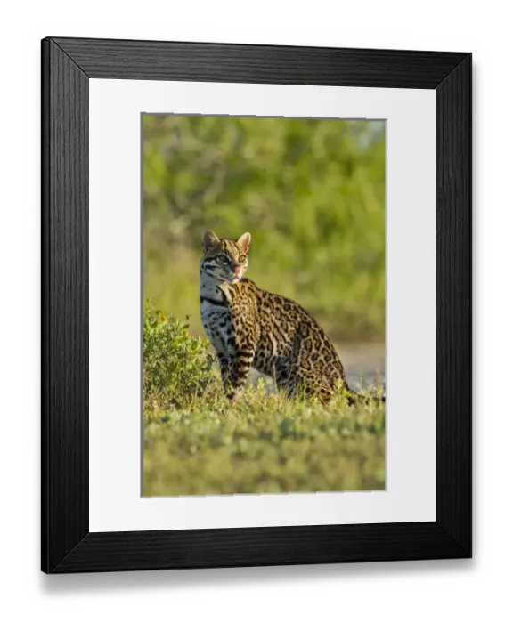 Framed Print : Ocelot (Felis pardalis) endangered species, captive animal