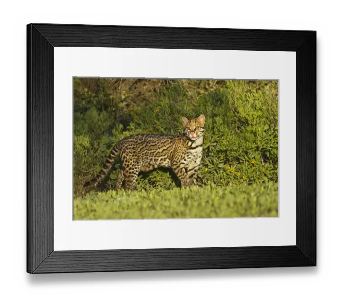 Framed Print : Ocelot (Felis pardalis) endangered species, captive animal