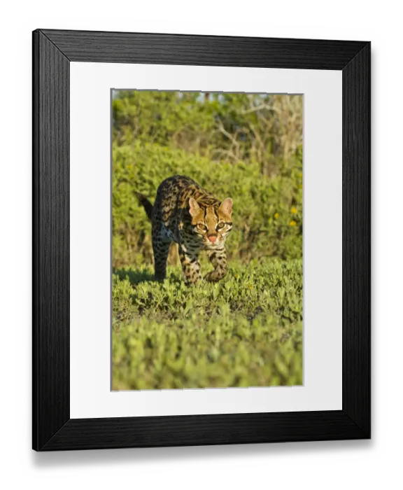 Framed Print : Ocelot (Felis pardalis) endangered species, captive animal Framed Print : Ocelot (Felis pardalis) endangered species, captive animal