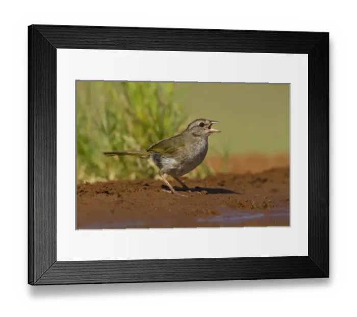 Framed Print : Olive Sparrow (Arremonops rufivirgatus) drinking at pond, s. Texas Framed Print : Olive Sparrow (Arremonops rufivirgatus) drinking at pond, s. Texas