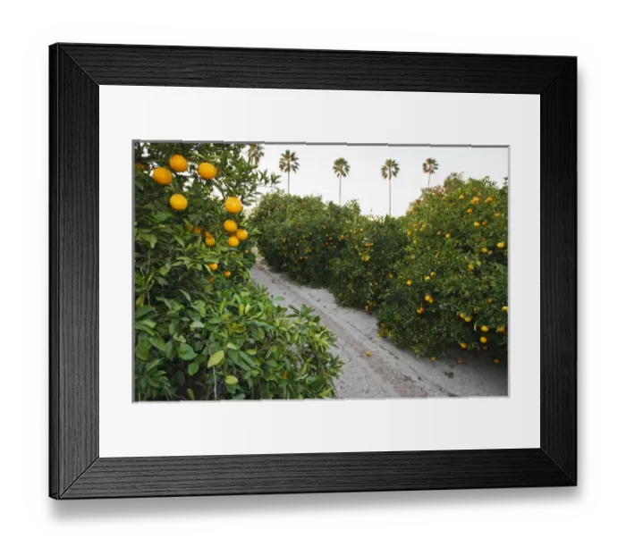 Framed Print : Orange trees in grove, Mission, Texas, winter Framed Print : Orange trees in grove, Mission, Texas, winter