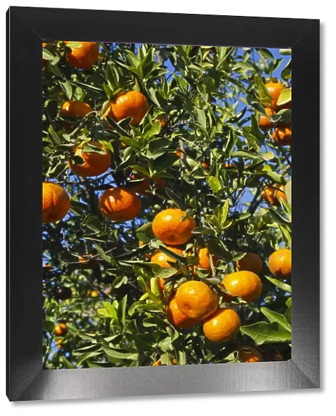 Tangerine tree in orange grove, Mission, Texas, winter