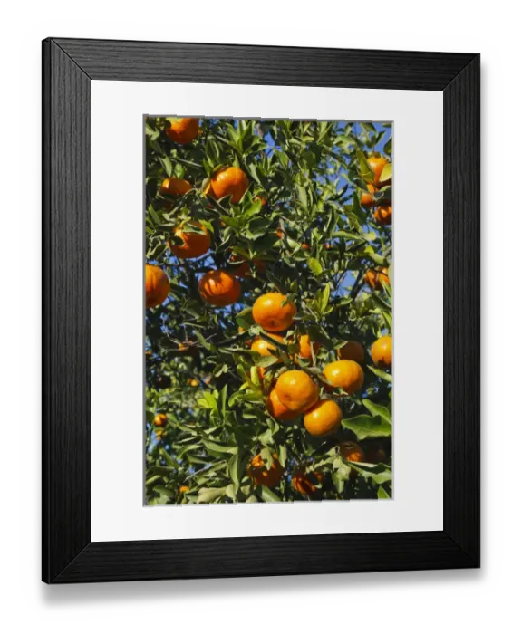 Framed Print : Tangerine tree in orange grove, Mission, Texas, winter Framed Print : Tangerine tree in orange grove, Mission, Texas, winter