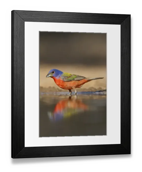 Framed Print : Painted Bunting (Passerina ciris) male bathing and drinking Framed Print : Painted Bunting (Passerina ciris) male bathing and drinking