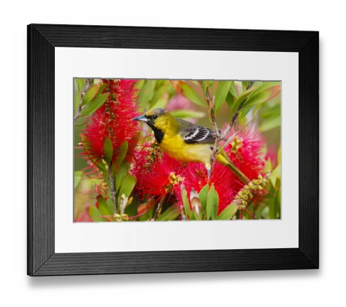 Framed Print : Orchard Oriole (Icterius spurius) young male feeding on nectar in bottlebrush blooms Framed Print : Orchard Oriole (Icterius spurius) young male feeding on nectar in bottlebrush blooms