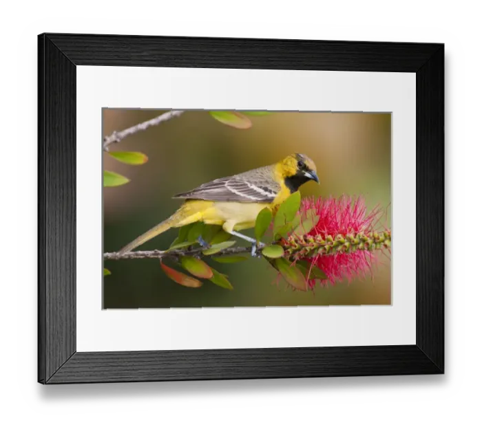 Framed Print : Orchard Oriole (Icterius spurius) young male feeding on nectar in bottlebrush blooms Framed Print : Orchard Oriole (Icterius spurius) young male feeding on nectar in bottlebrush blooms