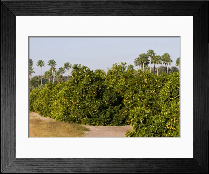 Framed Print : Grapefruit grove in Mission, Texas, winter