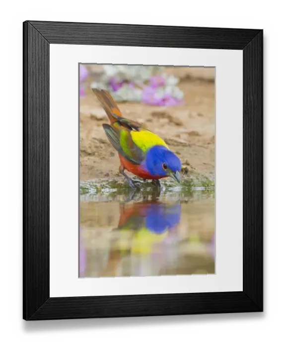 Framed Print : Painted Bunting (Passerina ciris) male bathing and drinking