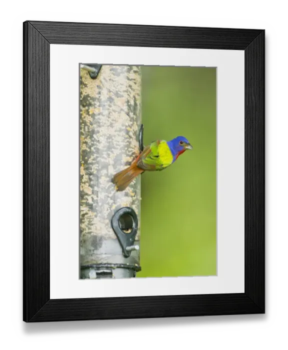 Framed Print : Painted Bunting (Passerina ciris) male eating seeds at feeder Framed Print : Painted Bunting (Passerina ciris) male eating seeds at feeder