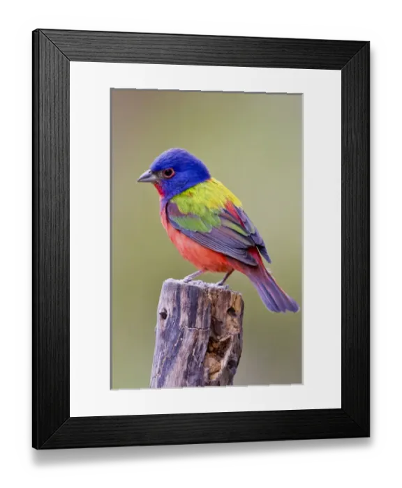 Framed Print : Painted Bunting (Passerina ciris) male perched Framed Print : Painted Bunting (Passerina ciris) male perched