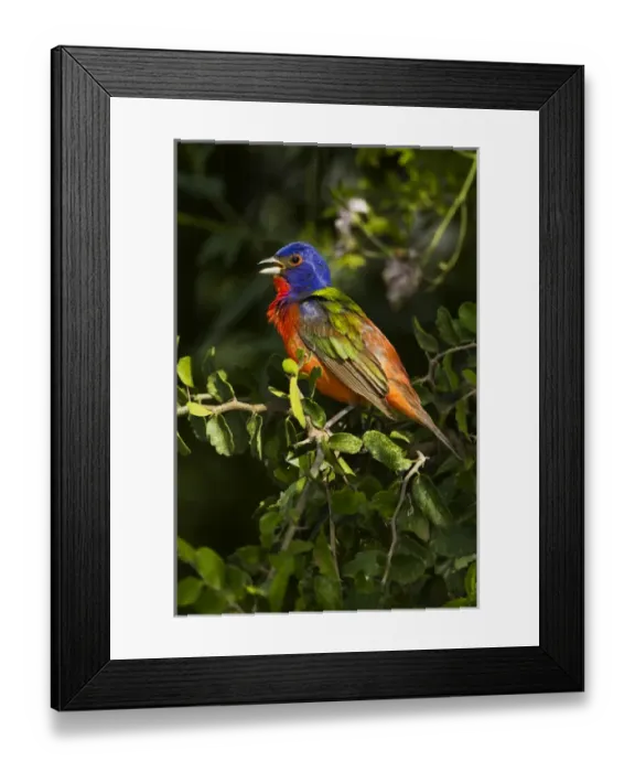 Framed Print : Painted Bunting (Passerina ciris) male singing on breeding territory Framed Print : Painted Bunting (Passerina ciris) male singing on breeding territory
