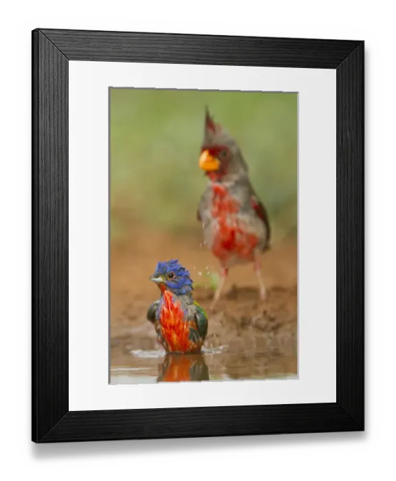 Framed Print : Painted Bunting (Passerina ciris) male bathing and drinking