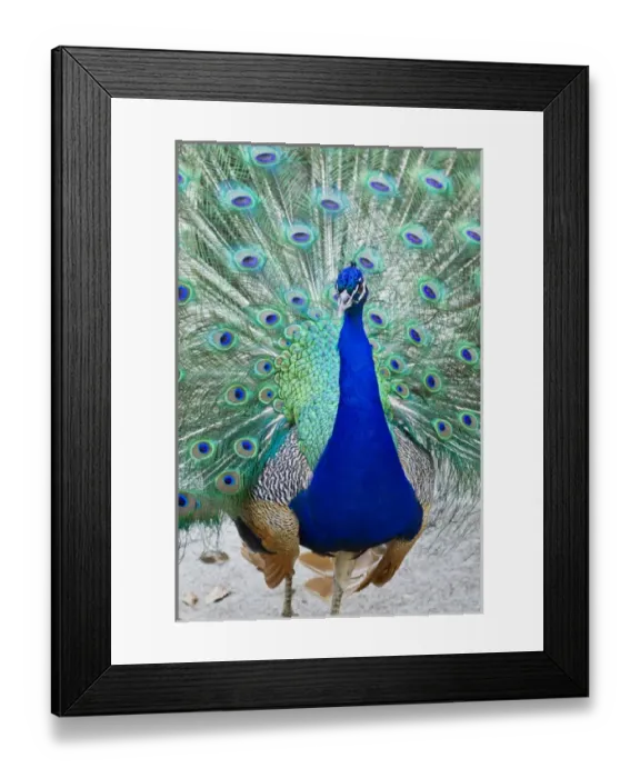 Framed Print : Indian Peafowl (Pavo cristata) male peacock strutting Framed Print : Indian Peafowl (Pavo cristata) male peacock strutting