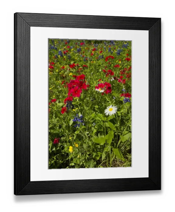 Framed Print : Red Drummond Phlox (Phlox drummondii) blooming at Goliad State Park, Texas, April Framed Print : Red Drummond Phlox (Phlox drummondii) blooming at Goliad State Park, Texas, April