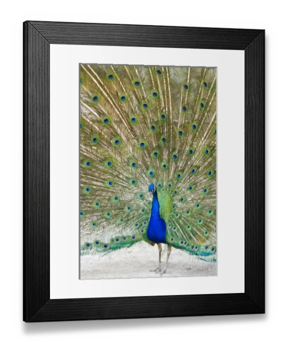 Framed Print : Indian Peafowl (Pavo cristata) male peacock strutting Framed Print : Indian Peafowl (Pavo cristata) male peacock strutting