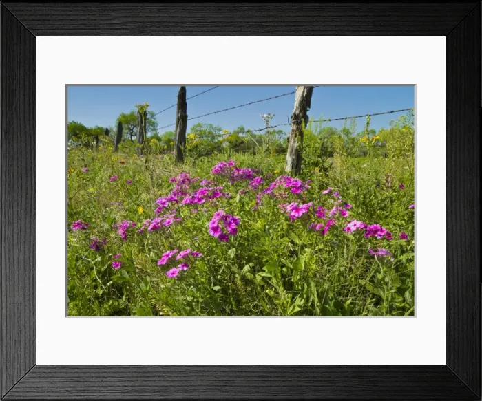 Framed Print : Phlox (Phlox sp. ) blooming on roadside, Texas, spring Framed Print : Phlox (Phlox sp. ) blooming on roadside, Texas, spring