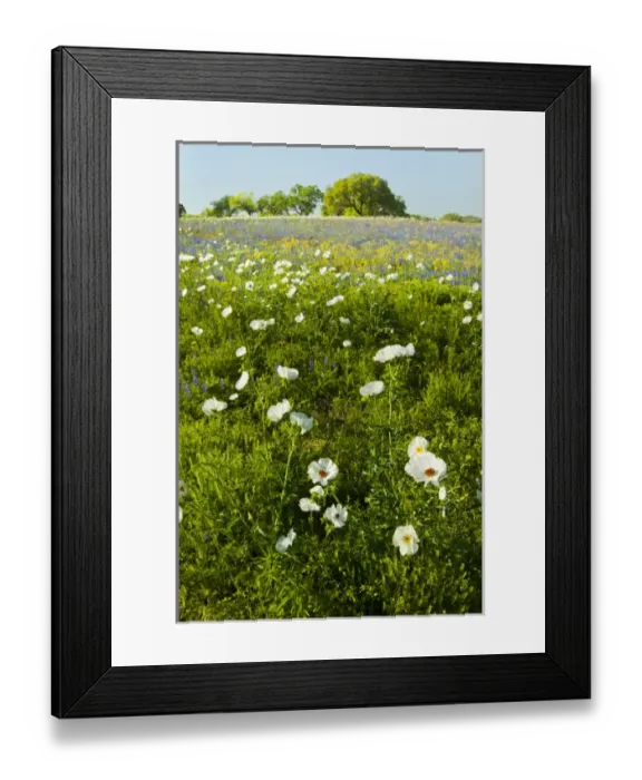 Framed Print : Prickly Poppy blooming in central Texas, spring