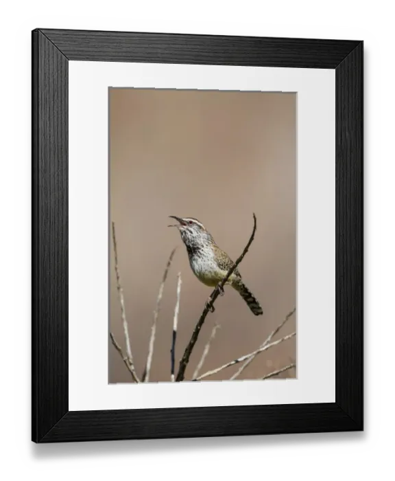 Framed Print : Cactus Wren (Campylorhynchus brunneicapillus) adult calling