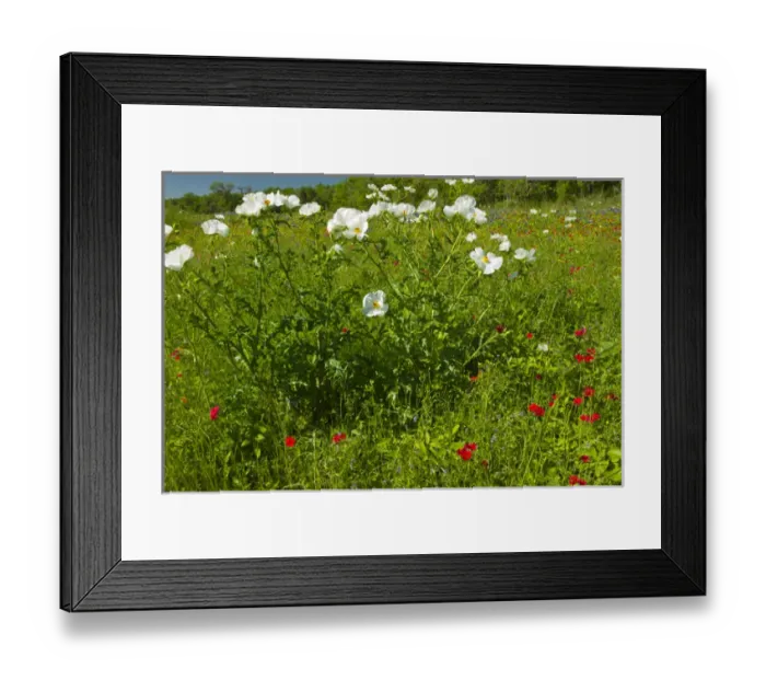 Framed Print : Prickly Poppy blooming in central Texas, spring Framed Print : Prickly Poppy blooming in central Texas, spring