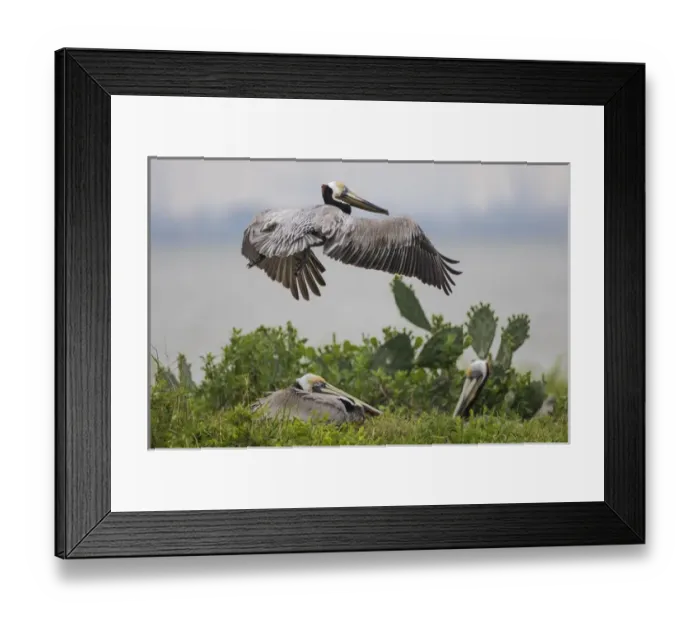 Framed Print : Brown Pelican (Pelecanus occidentalis) nesting Framed Print : Brown Pelican (Pelecanus occidentalis) nesting