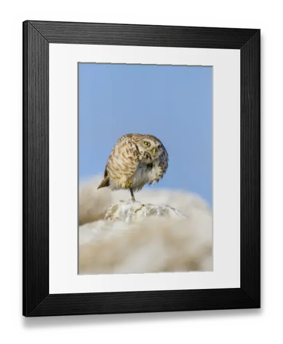 Framed Print : Burrowing Owl (Athene cunicularia) adult roosting on rock