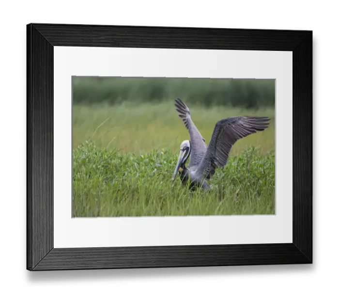 Framed Print : Brown Pelican (Pelecanus occidentalis) nesting