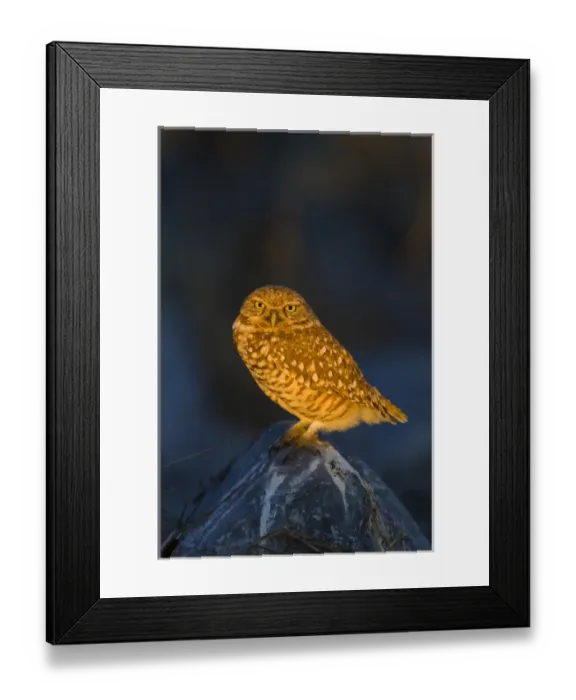 Framed Print : Burrowing Owl (Athene cunicularia) adult roosting on rock Framed Print : Burrowing Owl (Athene cunicularia) adult roosting on rock
