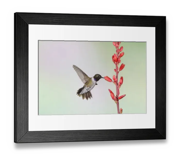 Framed Print : Black-chinned Hummingbird (Archilochus alexandri) adult male feeding Framed Print : Black-chinned Hummingbird (Archilochus alexandri) adult male feeding