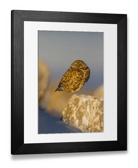 Framed Print : Burrowing Owl (Athene cunicularia) adult roosting on rock Framed Print : Burrowing Owl (Athene cunicularia) adult roosting on rock