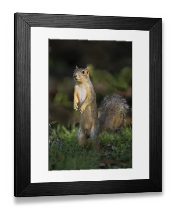 Framed Print : Eastern Fox Squirrel (Sciurus niger) watching for predators Framed Print : Eastern Fox Squirrel (Sciurus niger) watching for predators
