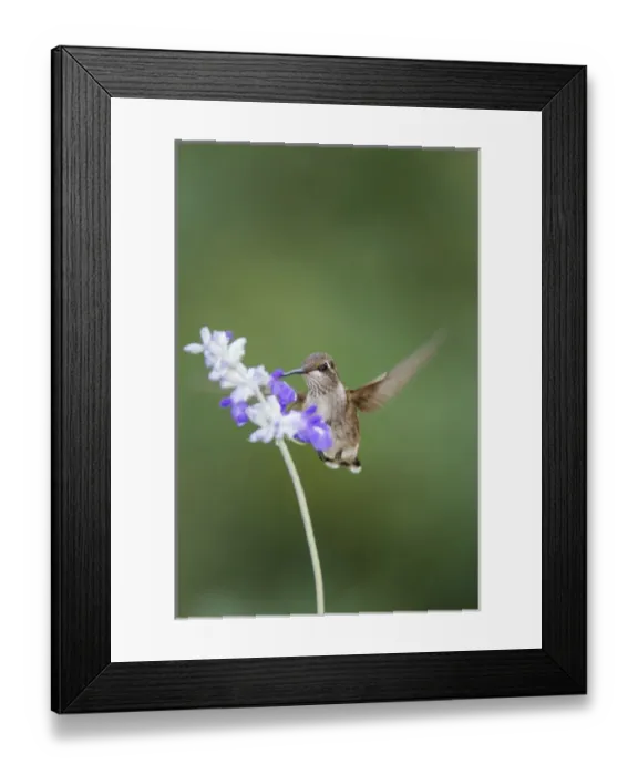 Framed Print : Black-chinned Hummingbird feeding