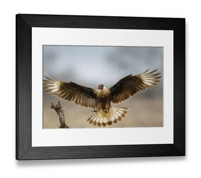 Framed Print : Crested Caracara (Caracara cheriway) landing