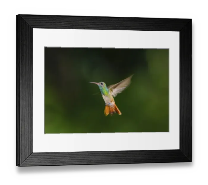 Framed Print : Buff-bellied Hummingbird (Amazilia yucatanensis) in flight