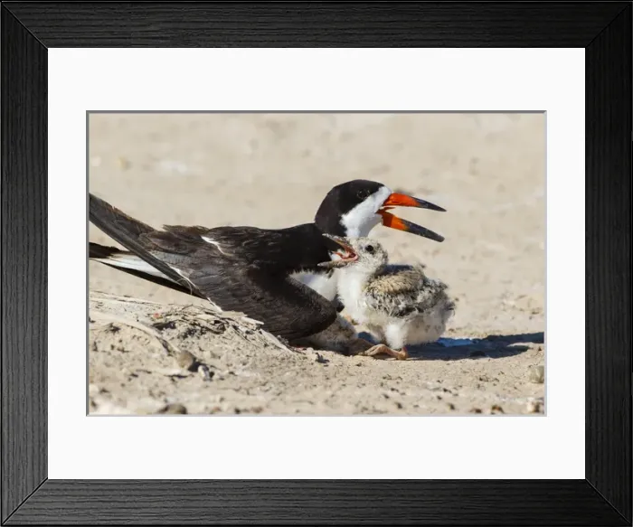 Framed Print : Black Skimmers at nesting colony Framed Print : Black Skimmers at nesting colony